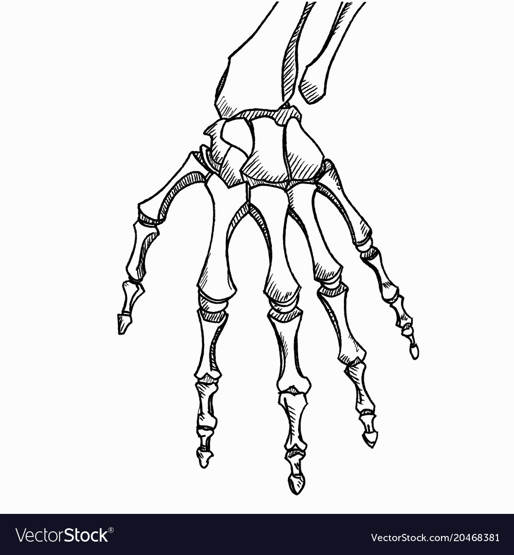 Skeleton hand vector. Sketch with hand bones isolated on white background.  – Street Sheet